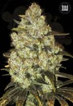 BULK SEED BANK - Psychedelic