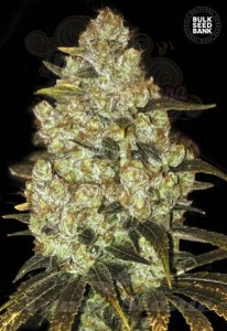 BULK SEED BANK - Psychedelic