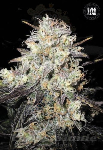 BULK SEED BANK - Auto Cocopopo