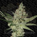 PARADISE SEEDS - Acid