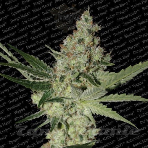PARADISE SEEDS - Acid