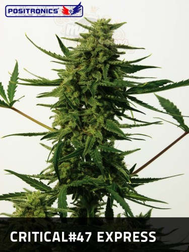 POSITRONICS - Critical 47 Express