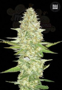 BULK SEED BANK - Perfect Power Plant