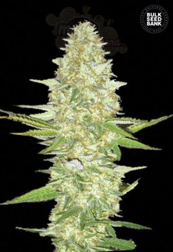 BULK SEED BANK - Perfect Power Plant