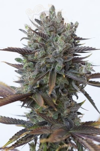 DINAFEM - Purple Orange CBD