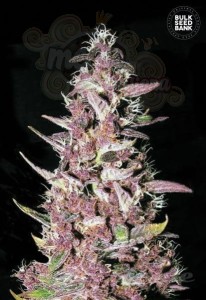 BULK SEED BANK - Purple Glam Kush