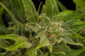DINAFEM - Fruit Autoflowering
