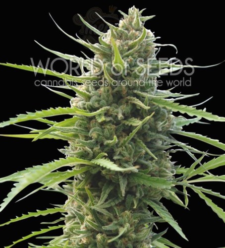 WORLD OF SEEDS - Kilimanjaro