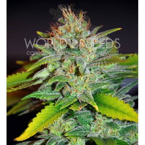 WORLD OF SEEDS - Skunk 47