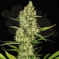 PARADISE SEEDS - Delahaze
