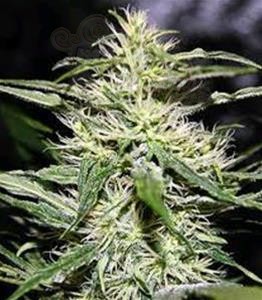 Biological Seeds - JACK HERER