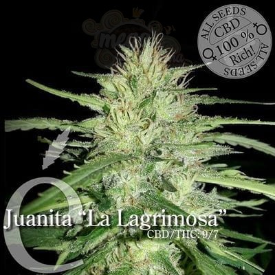 ELITE SEEDS - Juanita"La Lagrimosa"