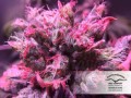 DUTCH PASSION - Master Kush