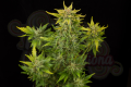 DINAFEM - Fruit Autoflowering