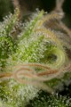 DINAFEM - Critical Jack 5szt