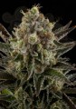 DINAFEM - White Widow