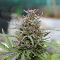 KANNABIA SEED - Baby Boom Auto