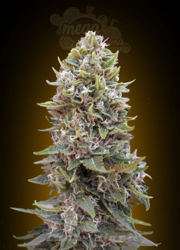 00 SEEDS BANK - Auto Cheese Berry