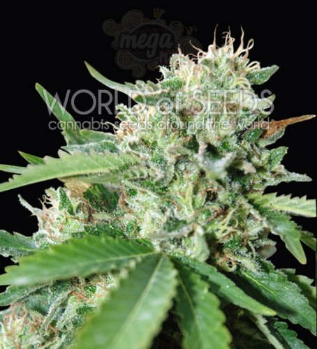 WORLD OF SEEDS - Brazil Amazonia