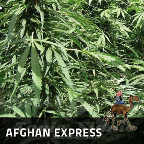 POSITRONICS - Afghan Express