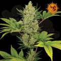 Barney’s Farm - Blueberry Cheese Auto