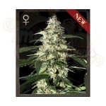 STRAIN HUNTERS  - Skunk Auto