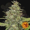 BARNEY’S FARM - G13 Haze
