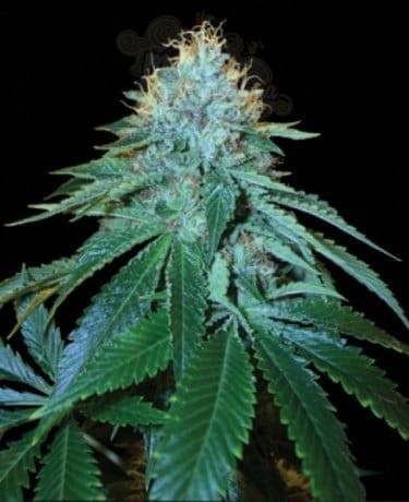 RESERVA PRIVADA - Purple Og #18