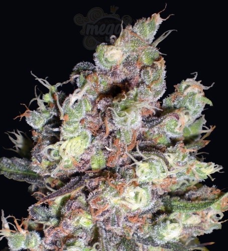 DELICOUS SEEDS - Cotton Candy