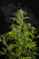 DINAFEM - Blue Amnesia XXL Auto