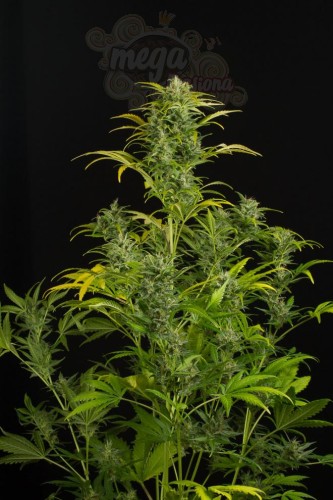 DINAFEM - Blue Amnesia XXL Auto