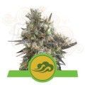 ROYAL QUEEN SEEDS - Royal Bluematic Automatic
