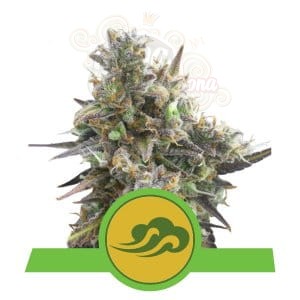 ROYAL QUEEN SEEDS - Royal Bluematic Automatic