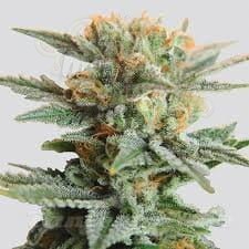NIRVANA - Blueberry Kush Auto