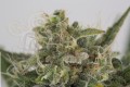 DINAFEM - OG Kush Auto