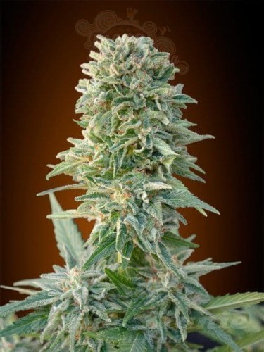 ADVANCED SEEDS - Auto Jack Herer