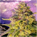 NIRVANA - Bubblelicious Auto