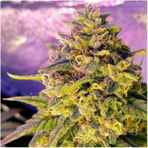 NIRVANA - Bubblelicious Auto