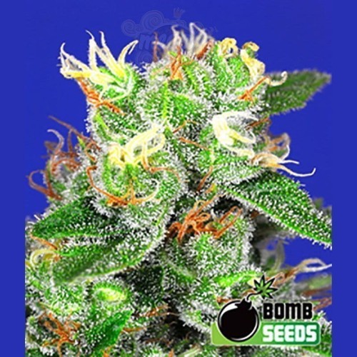 BOMB SEEDS - Medi Bomb 2