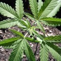 BARNEY'S FARM - Gorilla Zkittlez