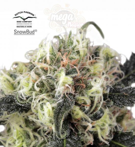 DUTCH PASSION - Snow Bud