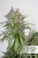 DUTCH PASSION - Master Kush