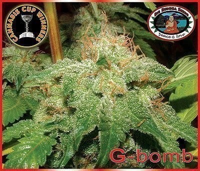 BIG BUDDHA SEEDS - G-Bomb