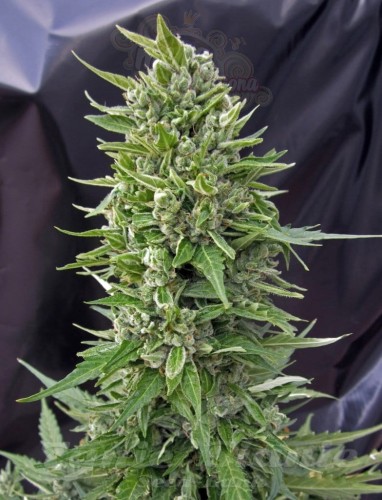 00 SEEDS BANK - Auto Northern Lights