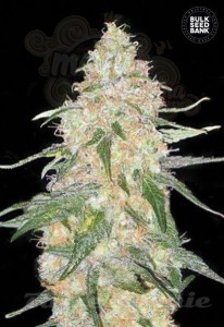 BULK SEED BANK - Special Skunk