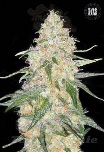 BULK SEED BANK - Special Skunk
