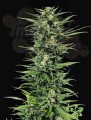 Critical Mass