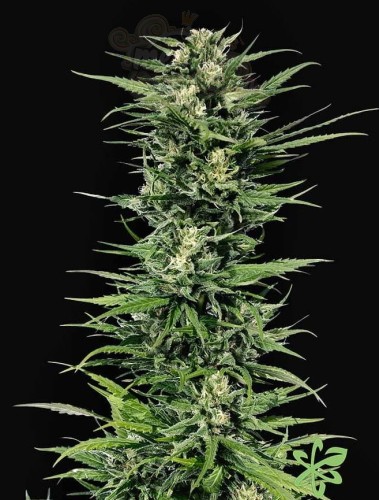Critical Mass