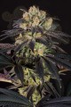 DINAFEM - Bubba Kush CBD