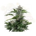White Dwarf Auto 